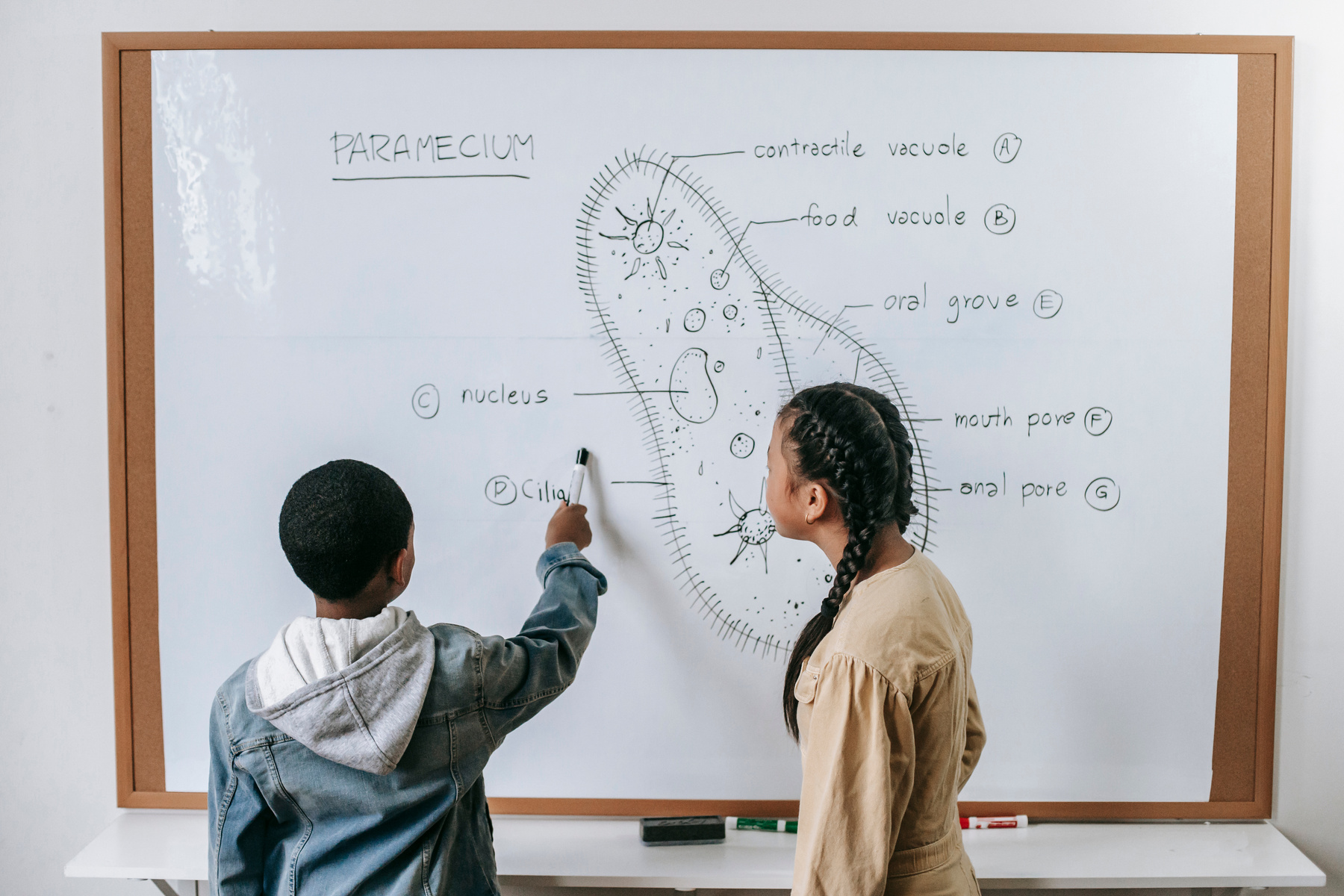 Smart kids learning cell structure