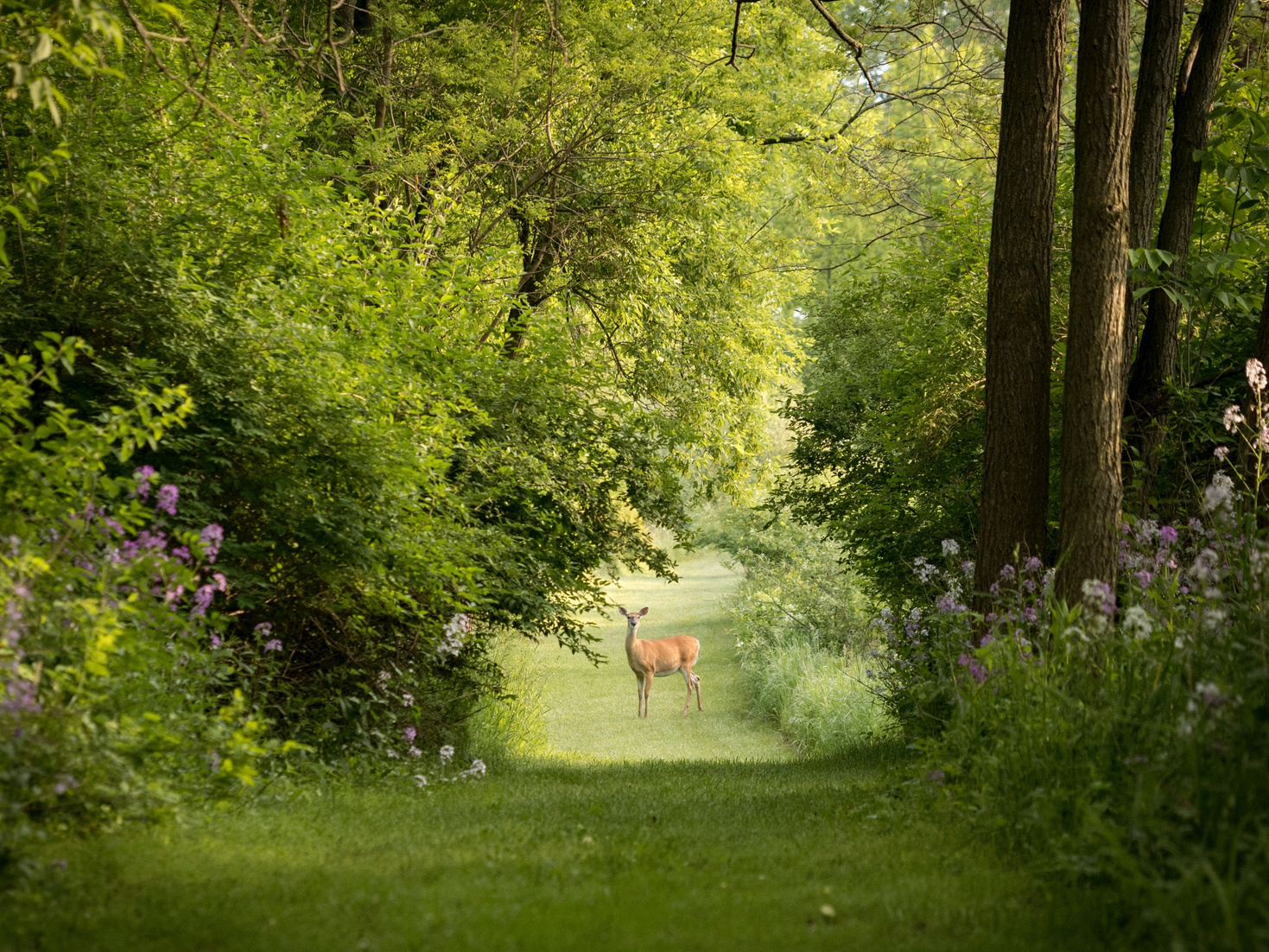 Deer in Nature